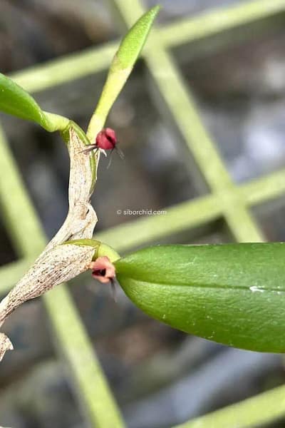 Bulbophyllum haniffii