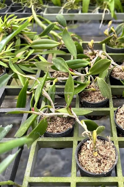 Bulbophyllum haniffii