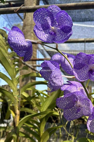 Vanda coerulea