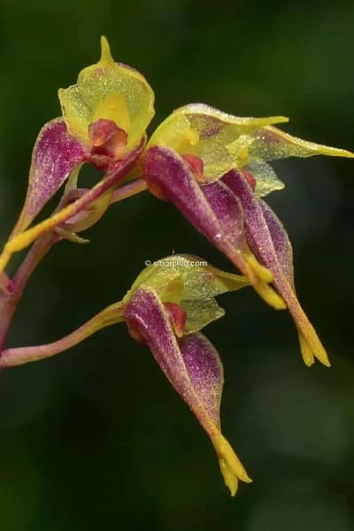 Bulbophyllum planibulbe