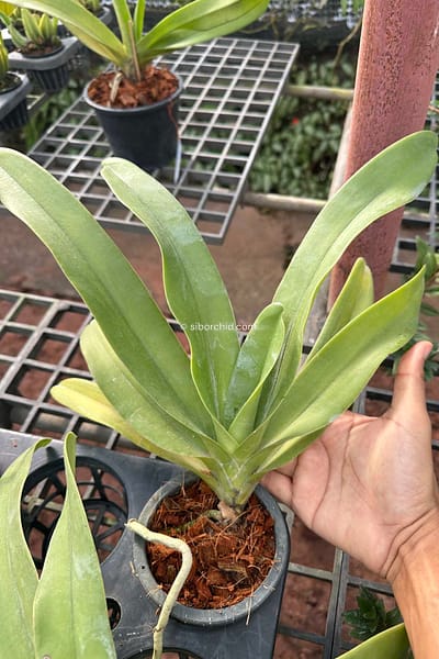 Vandopsis gigantea for sale