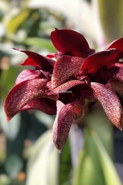 Bulbophyllum Pride of Papua(cruentum x phalaenopsis) for sale siborchid.com