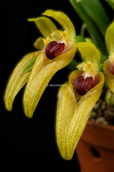 Bulbophyllum graveolens