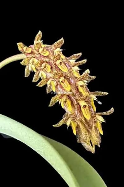 Bulbophyllum crassipes
