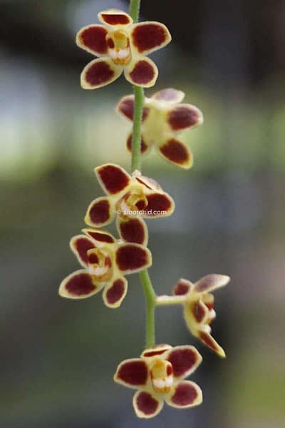 Chiloschista lunifera