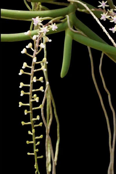 Cleisostoma arietinum