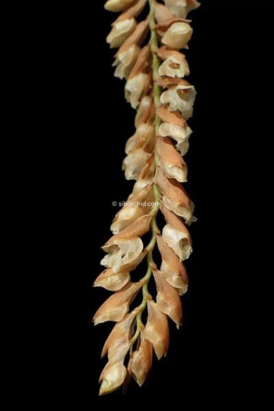 Pholidota imbricata