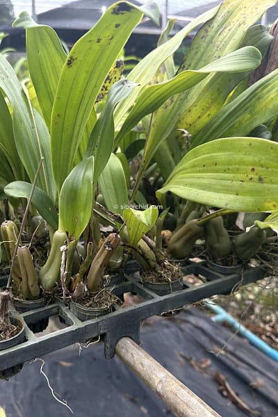 Pholidota imbricata