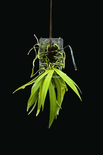 Grosourdya appendiculata