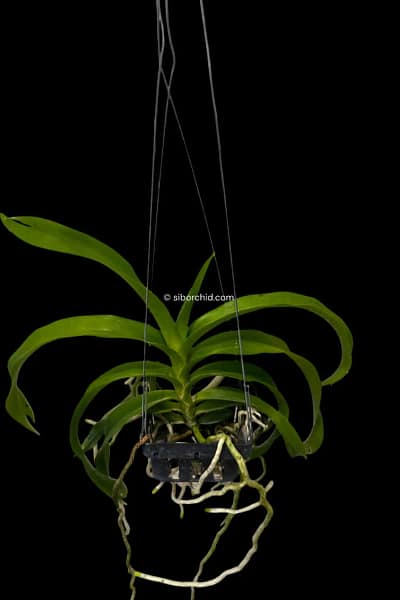 Vanda_denisoniana
