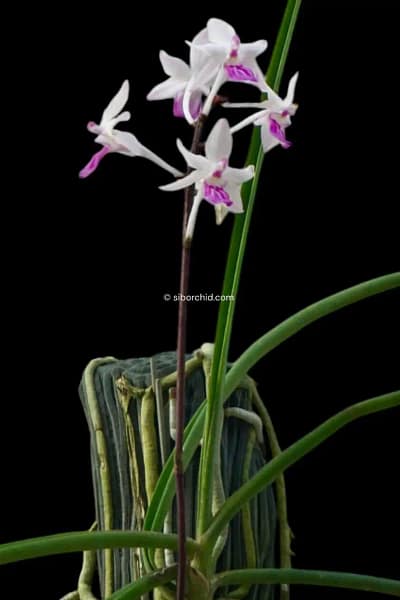 Holcoglossum amesianum x Seidenfadenia mitrata