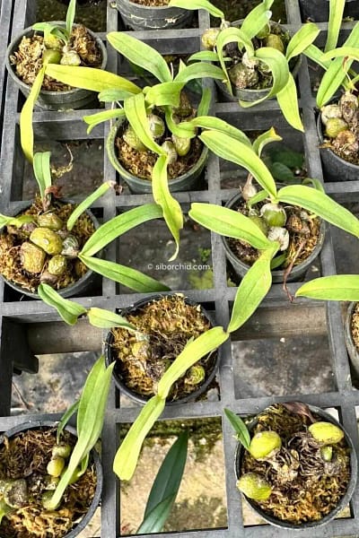 Bulbophyllum tripaleum
