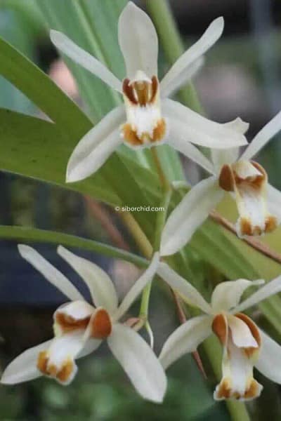 Coelogyne trinervis