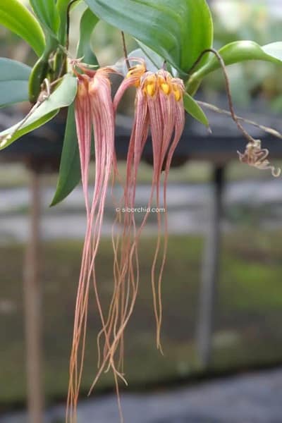Bulbophyllum longissimum