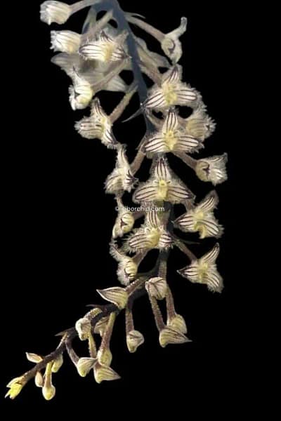 Bulbophyllum lindleyanum siborchid.com