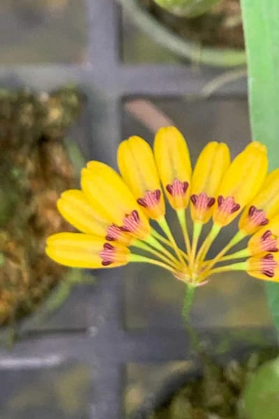 bulbophyllum retusiusculum