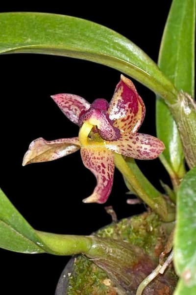 Bulbophyllum ecornutum