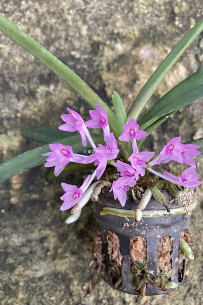 Vanda nana Ascocentrum pusillum