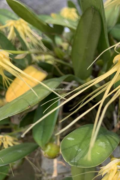 Bulbophyllum verginatum blooming size orchid with yellow green flowers