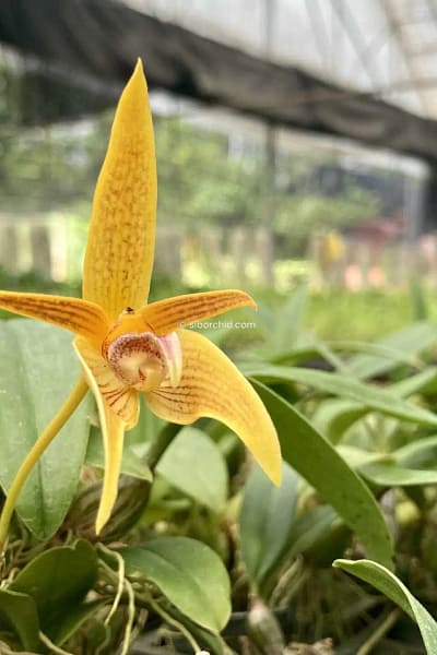 Bulbophyllum smitinandii