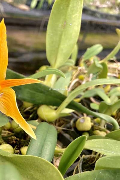 Bulbophyllum smitinandii