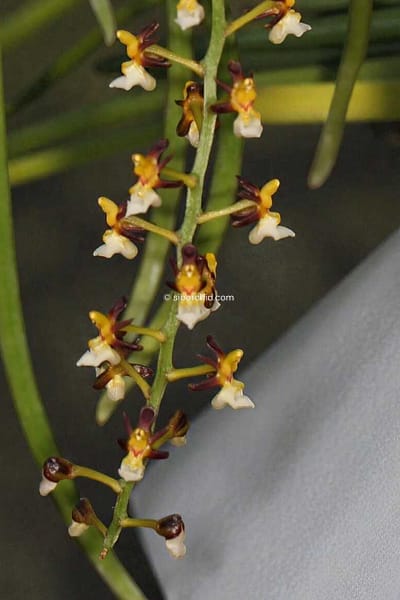 cleisostoma fuerstenbergianum