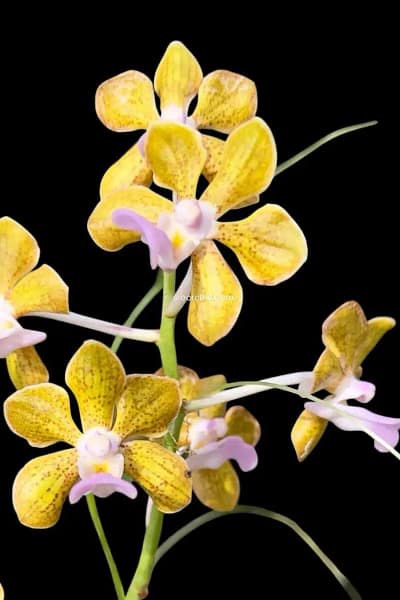 Vanda bensonii