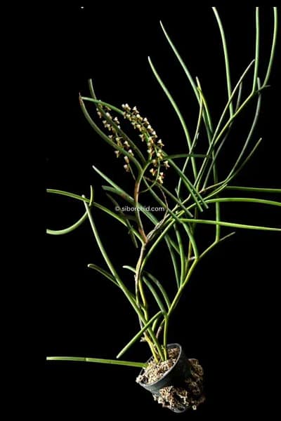 Cleisostoma fuerstenbergianum