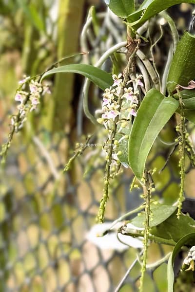 Saccolabiopsis pusilla