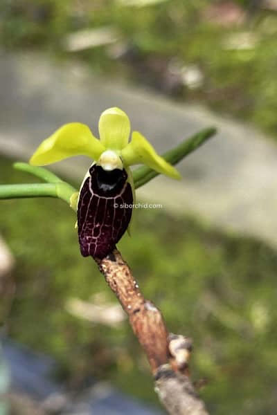Luisia thailandica