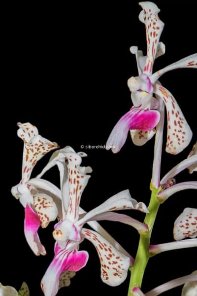 Vanda tricolor