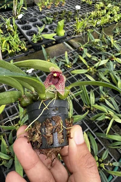 bulbophyllum disciflorum