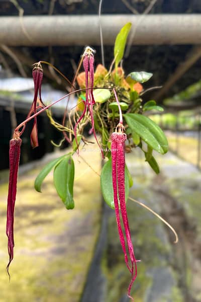 Bulbophyllum plumatum