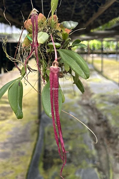 Bulbophyllum plumatum