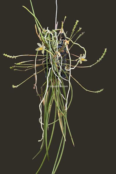 Thrixspermum filiforme