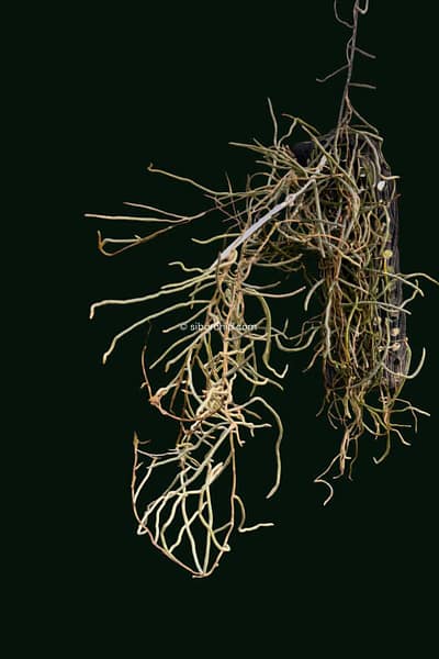 Microcoelia cornuta (Large Size)