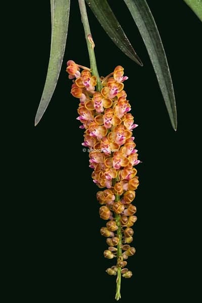 Pomatocalpa bambusarum