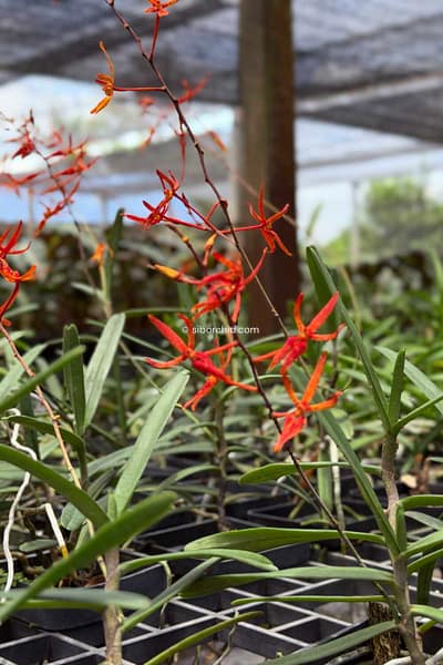 Renanthera matutina (Blooming Size)