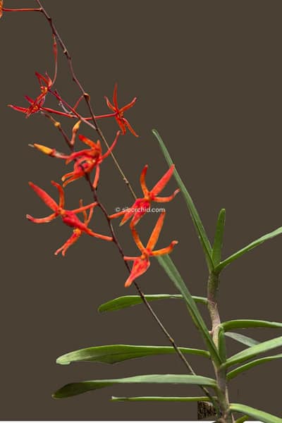 Renanthera matutina (Blooming Size)