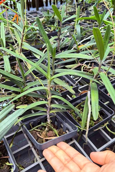 Renanthera matutina (Blooming Size)