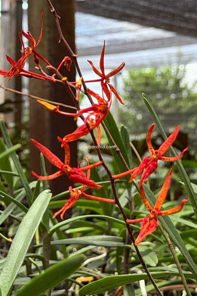 Renanthera matutina (Blooming Size)