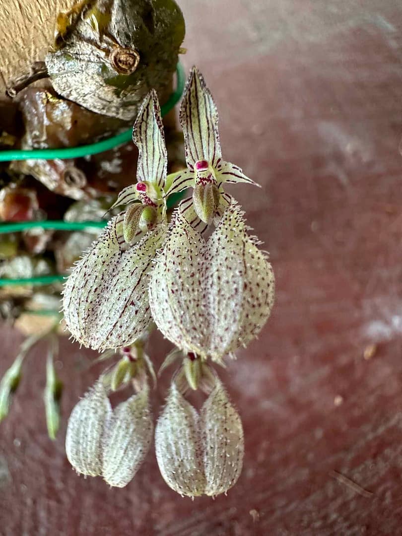 Bulbophyllum polliculosum - bulbophyllum polliculosum for sale