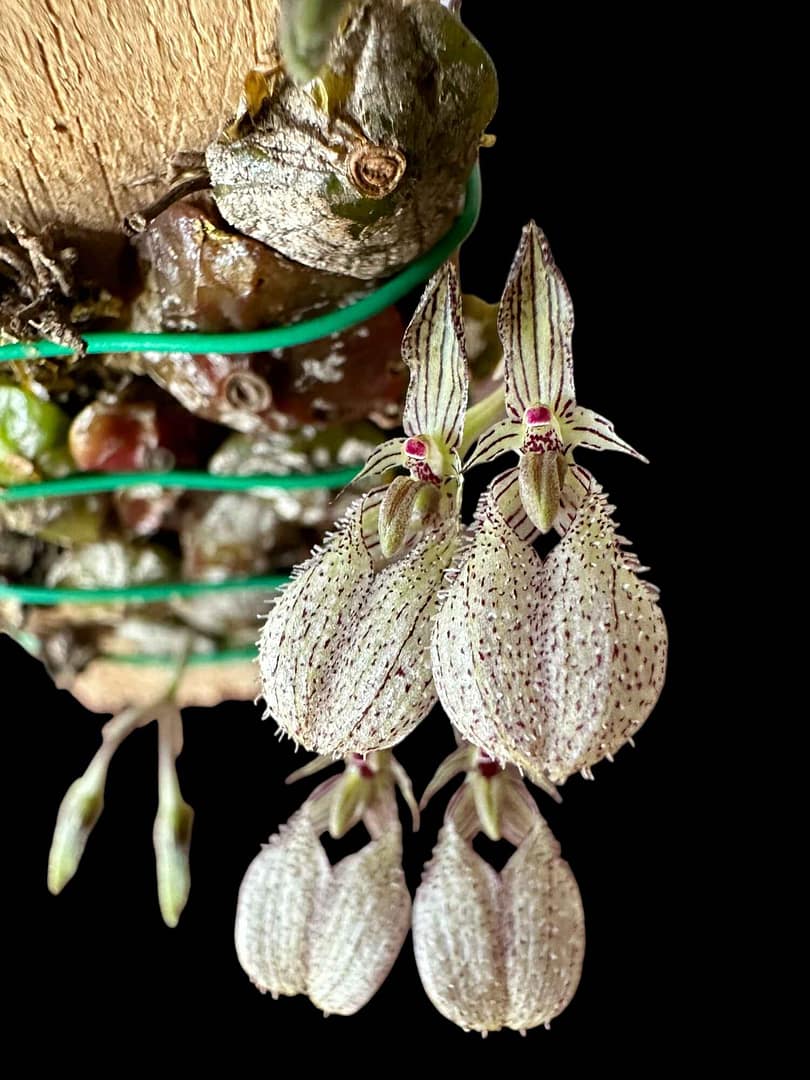 Bulbophyllum polliculosum - bulbophyllum polliculosum for sale