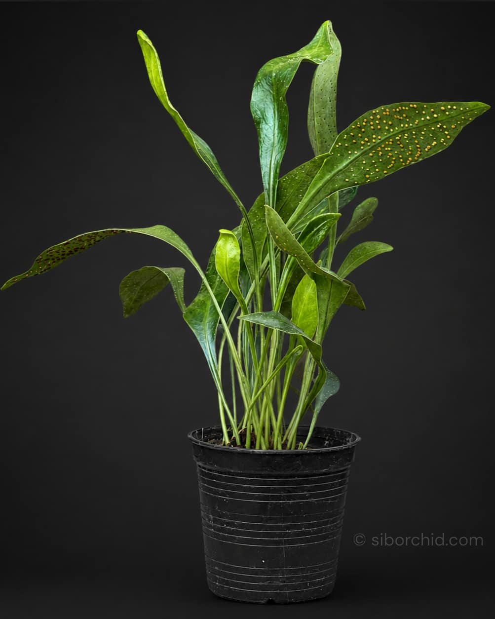 Microsorum siamensis - microsorum siamensis