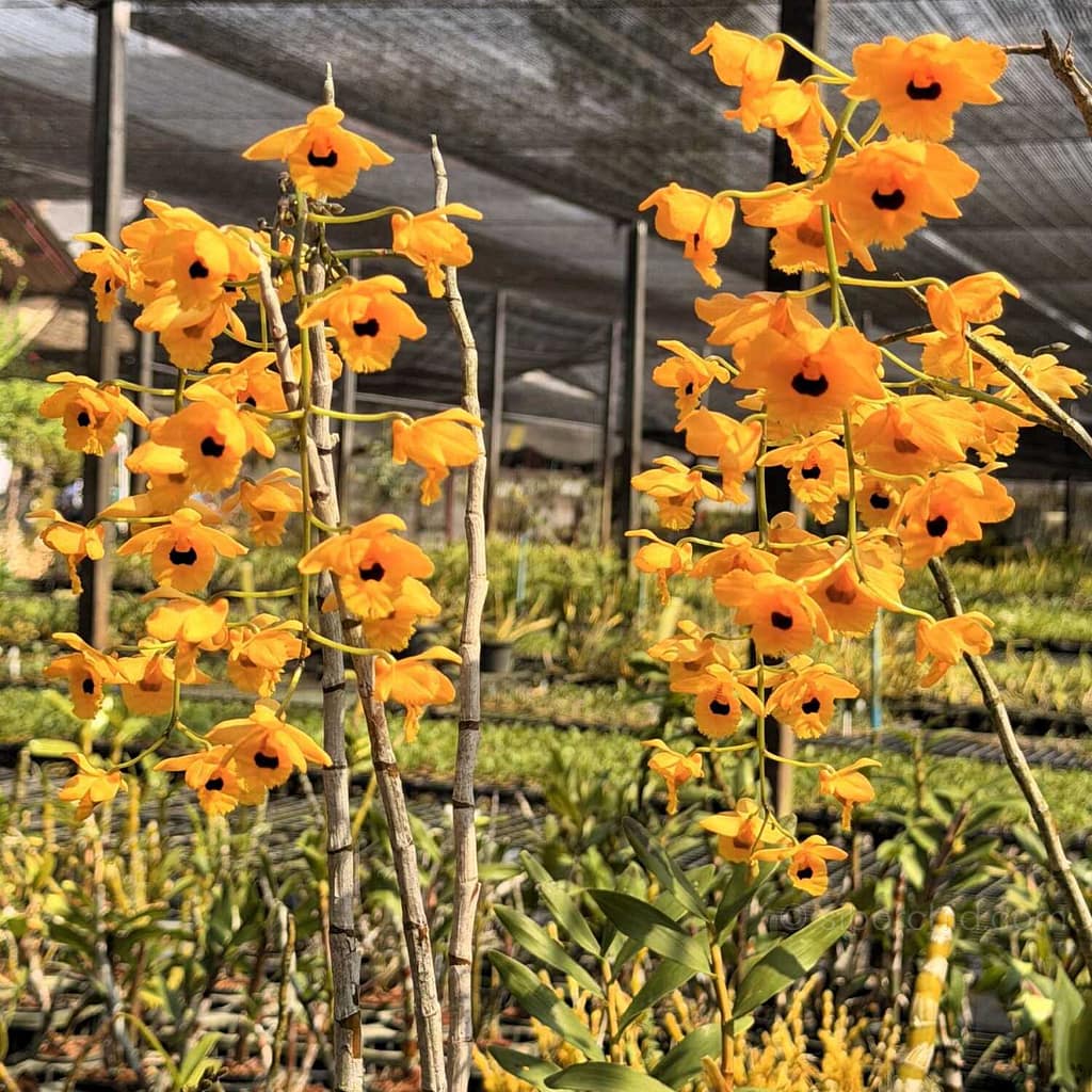 The "Golden Dragon" of Orchids: A Complete Guide to Dendrobium fimbriatum - Orchid Care & Growing Guides Dendrobium fimbriatum