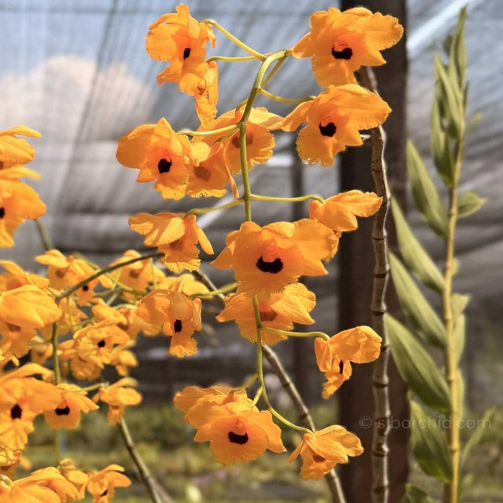 The "Golden Dragon" of Orchids: A Complete Guide to Dendrobium fimbriatum - Orchid Care & Growing Guides Dendrobium fimbriatum