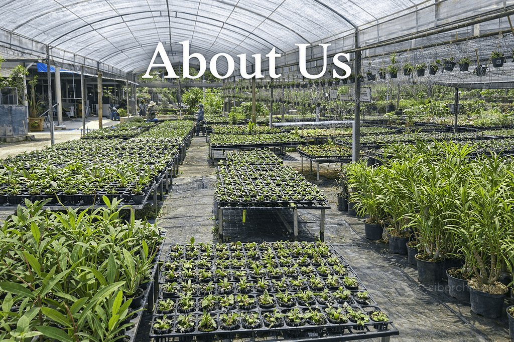 About Us - About Us orchid from