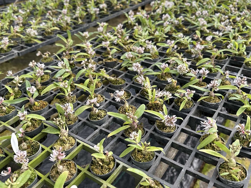 About Us - About Us orchid from