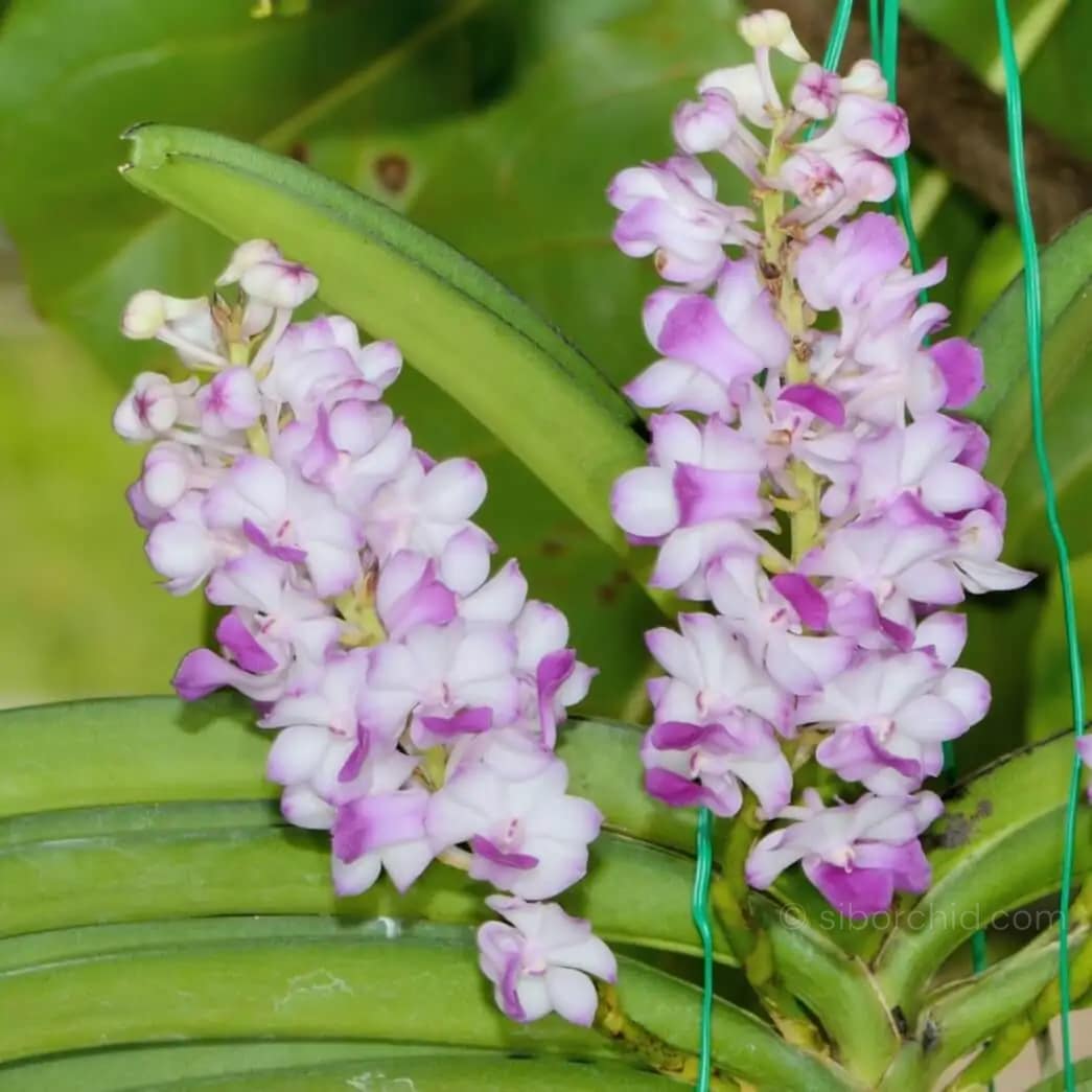 Rhynchostylis coelestis var. pink - Rhynchostylis coelestis var. pink
