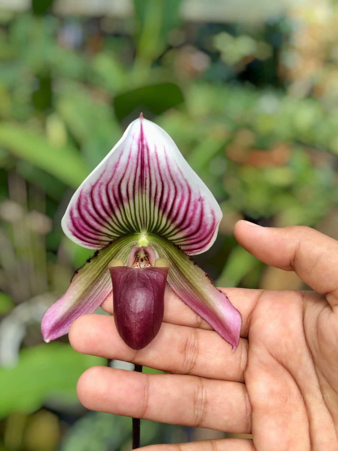 Paphiopedilum callosum - Paphiopedilum callosum - Image 3
